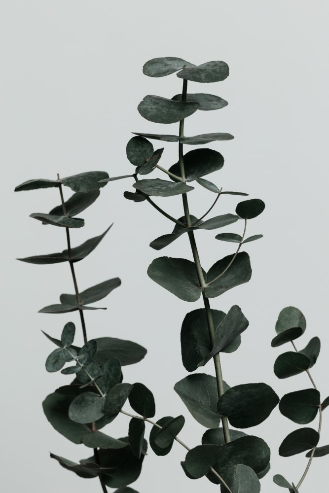 Eucalyptus Natural 11 von Pictufy Studio III