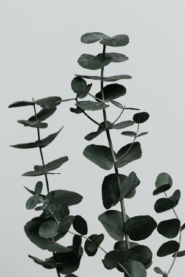 Eucalyptus Natural 11