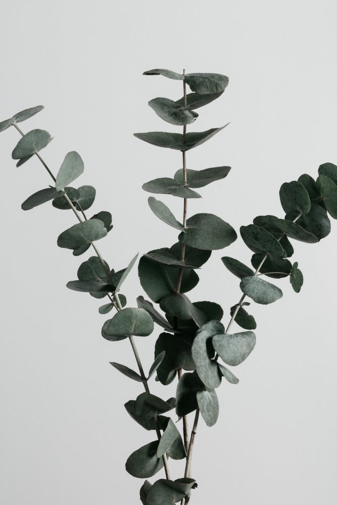 Eucalyptus Natural 01 von Pictufy Studio III