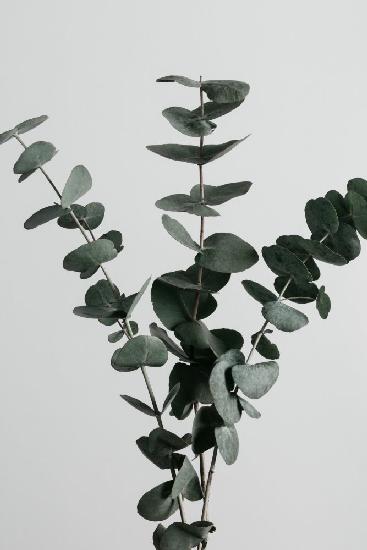 Eucalyptus Natural 01