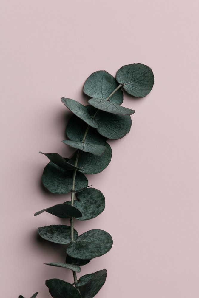 Eucalyptus Pink No 01 von Pictufy Studio III