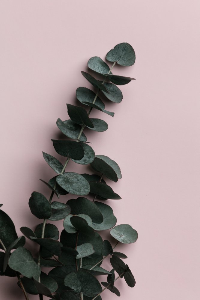 Eucalyptus Pink No02 von Pictufy Studio III