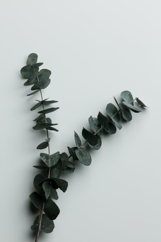 Eucalyptus Wall 02 von Pictufy Studio III