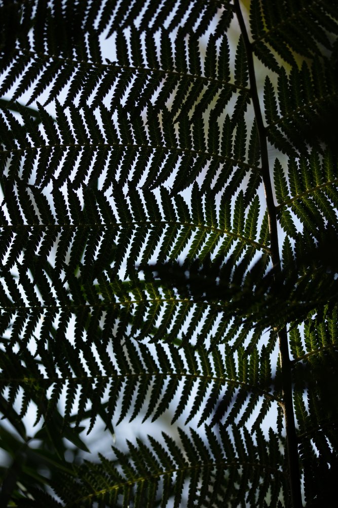 Fern Leaves_1 von Pictufy Studio III