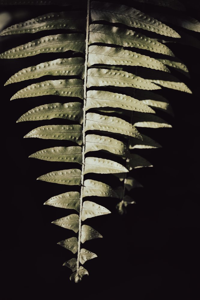 Fern Leaf von Pictufy Studio III