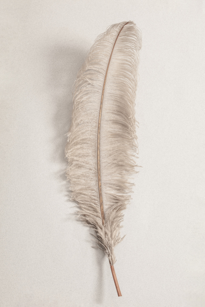 Feather_002 von Pictufy Studio III