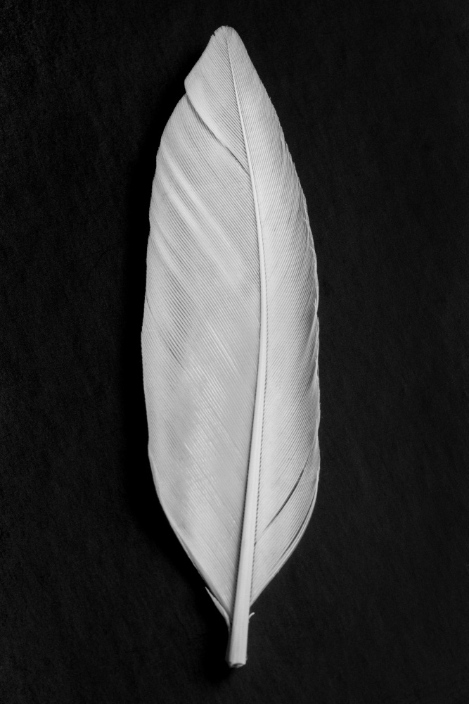 Feather_008 von Pictufy Studio III