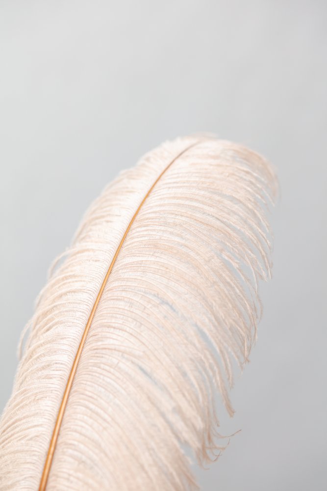 Feather_1 von Pictufy Studio III