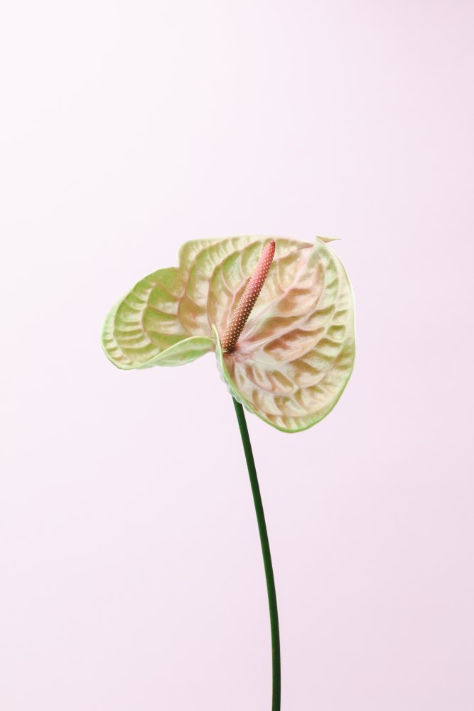 FLAMMINGO FLOWER von Pictufy Studio III