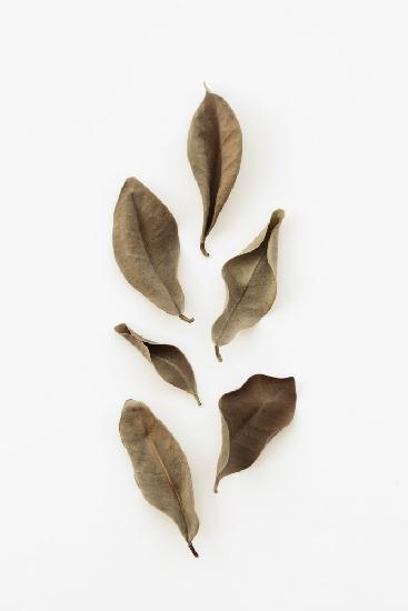 Dried Leaves_2