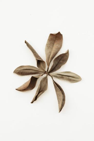 Dried Leaves_3