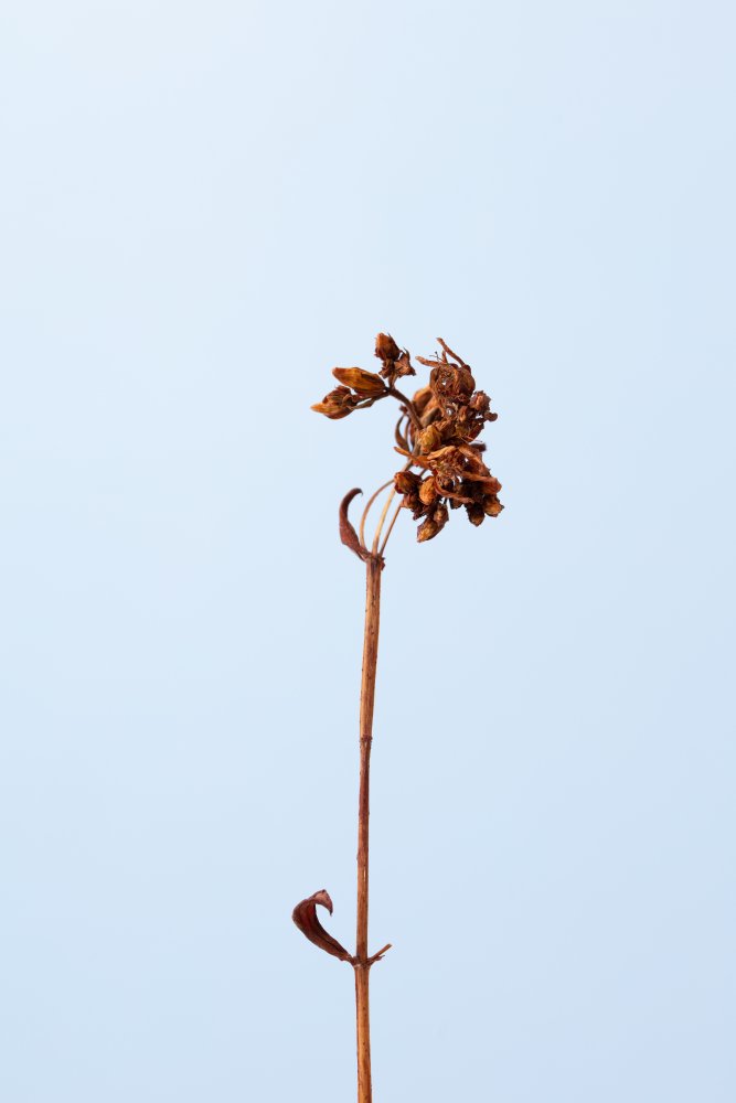 Dried brown plant_1 von Pictufy Studio III