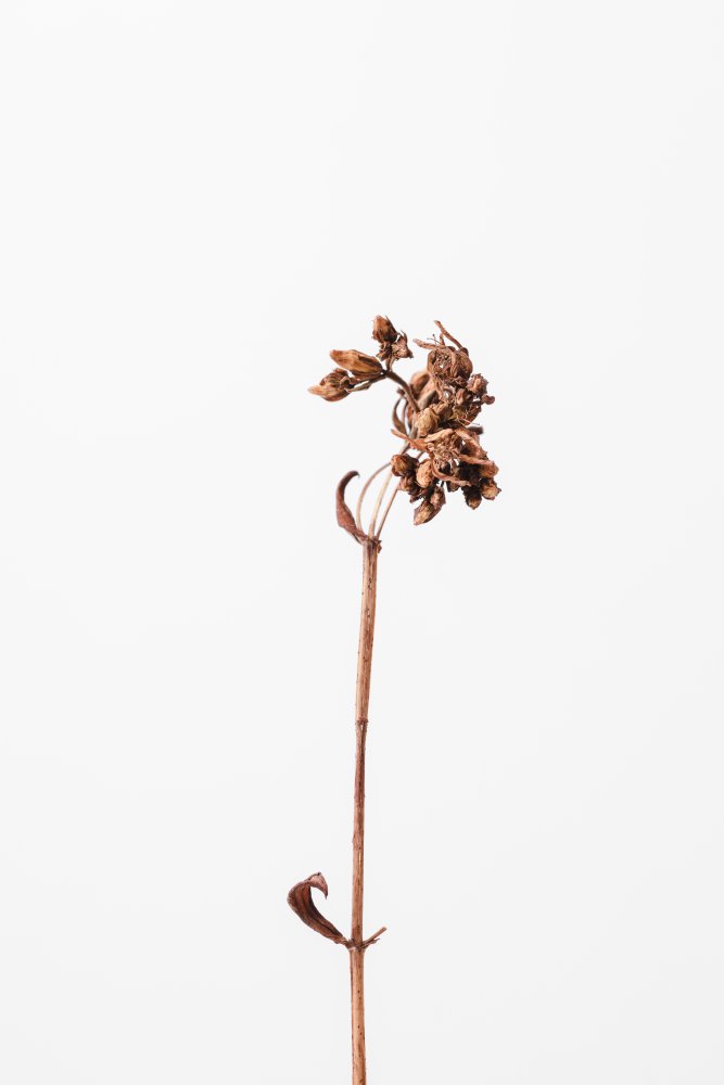 Dried brown plant_2 von Pictufy Studio III