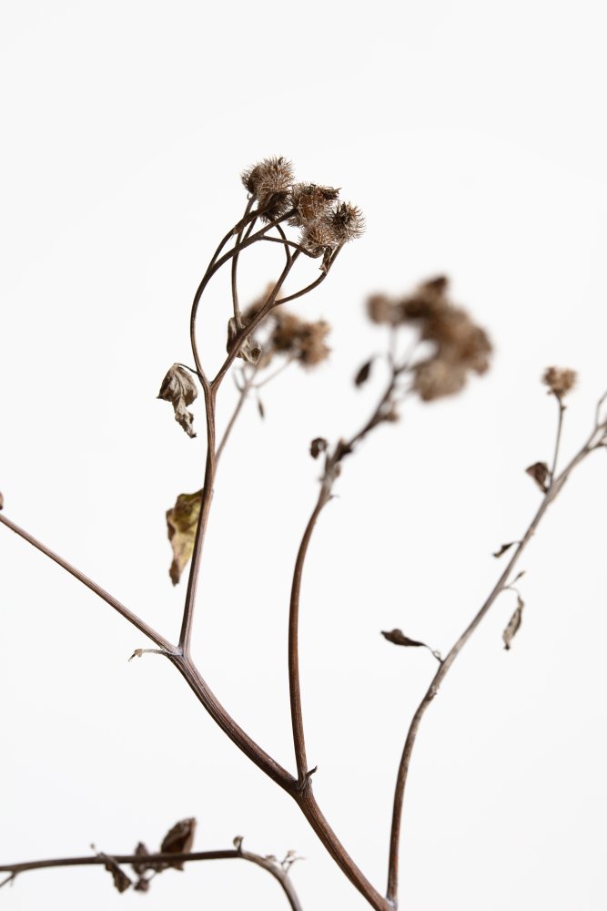 Dried Twig von Pictufy Studio III