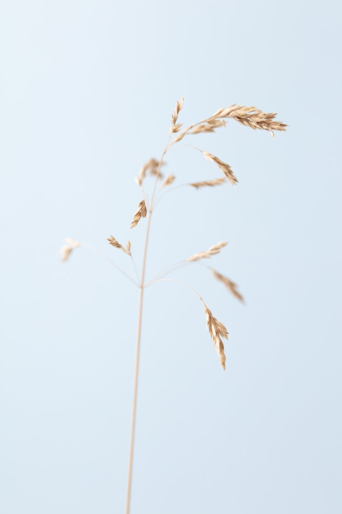 Dried single grass straw_2 von Pictufy Studio III