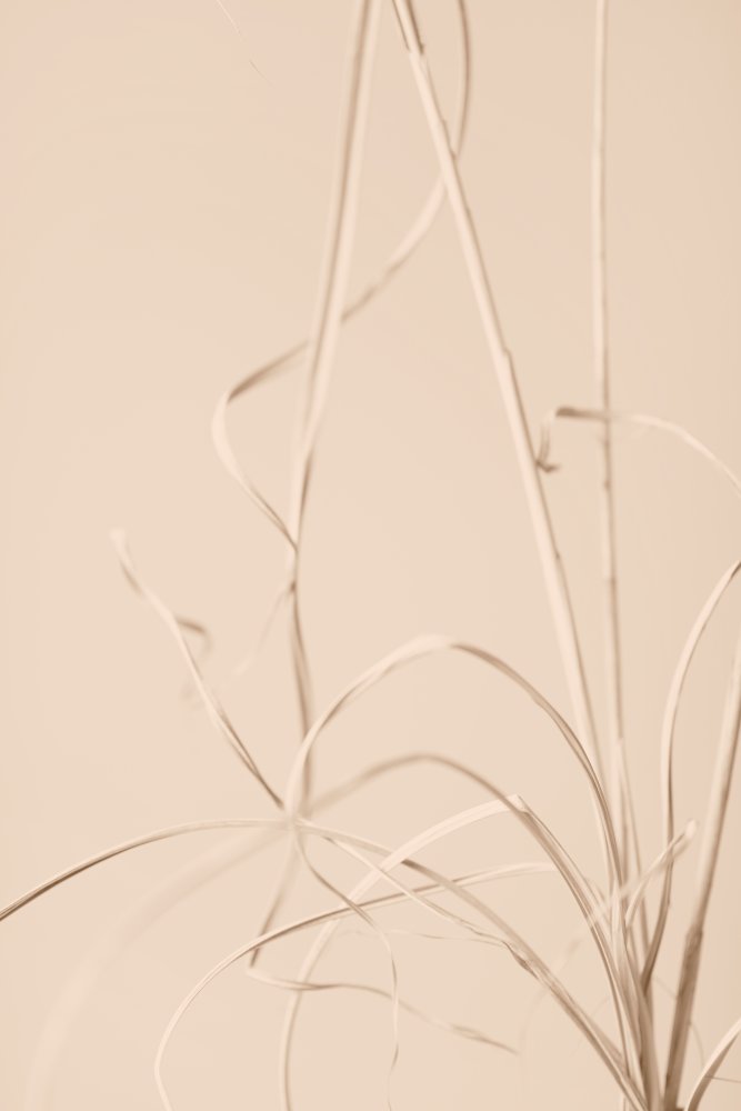 Dried Grass Beige 01 von Pictufy Studio III