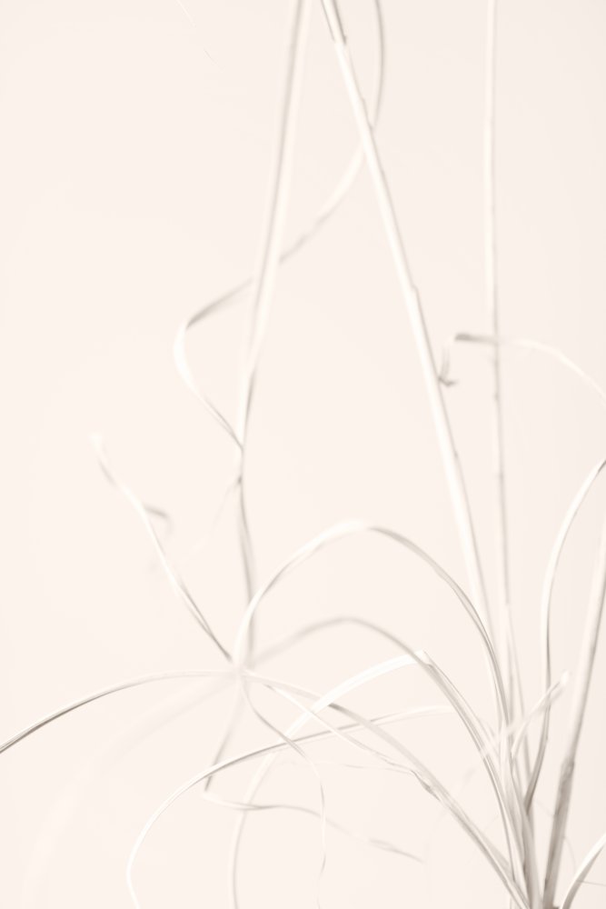 Dried Grass Light Beige von Pictufy Studio III