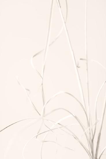 Dried Grass Light Beige