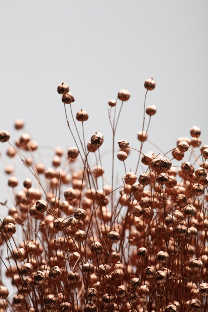 Dried Grass Copper 01 von Pictufy Studio III