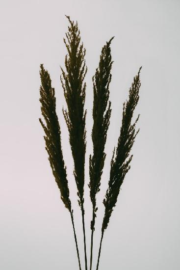 Dried Grass