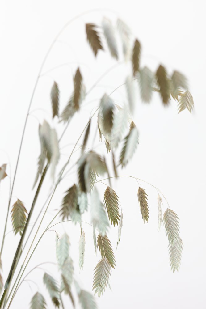 Dried Grass_natural von Pictufy Studio III