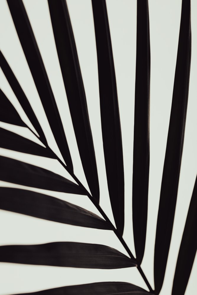 Graphic palm leaf_1 von Pictufy Studio III