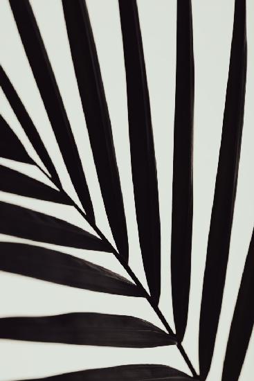 Graphic palm leaf_1