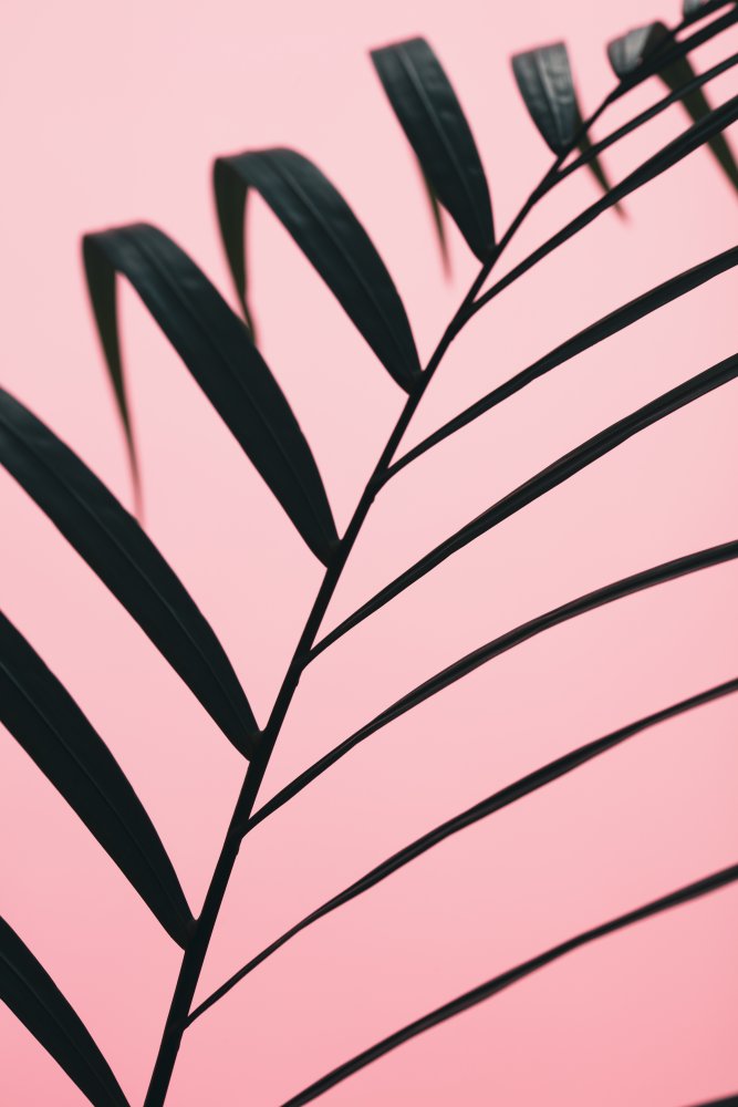 Graphic palm leaf_2 von Pictufy Studio III