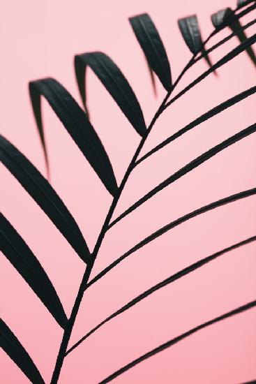 Graphic palm leaf_2