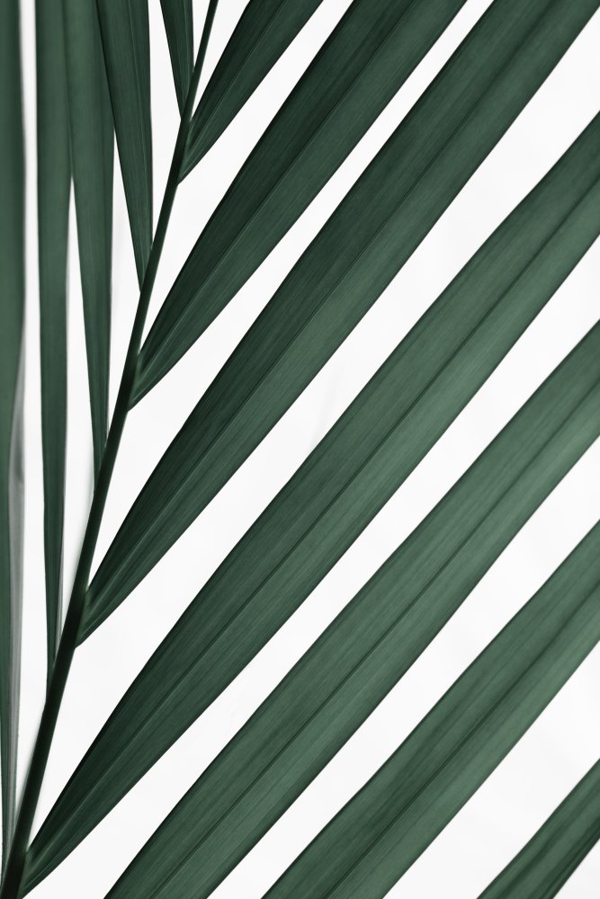 Graphic palm leaf_3 von Pictufy Studio III