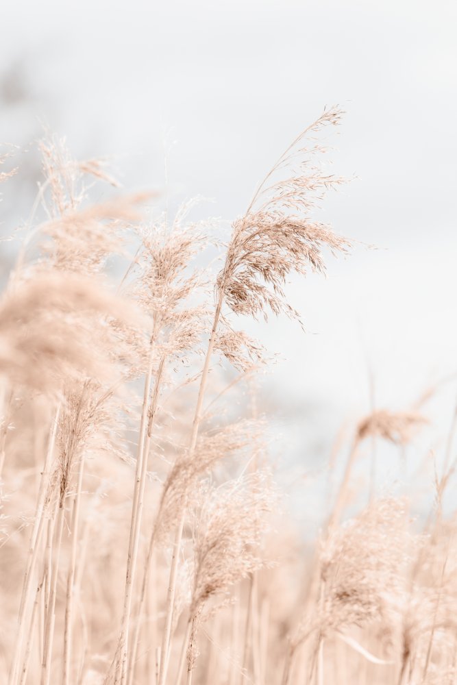 Grass Reed and sky_1 von Pictufy Studio III