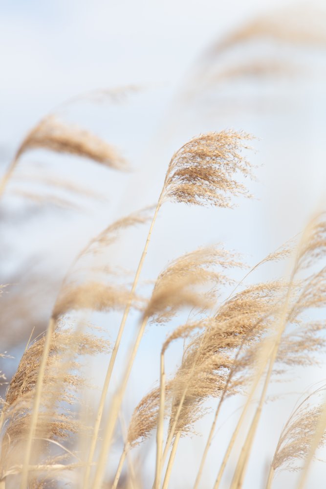 Grass Reed and sky_2 von Pictufy Studio III