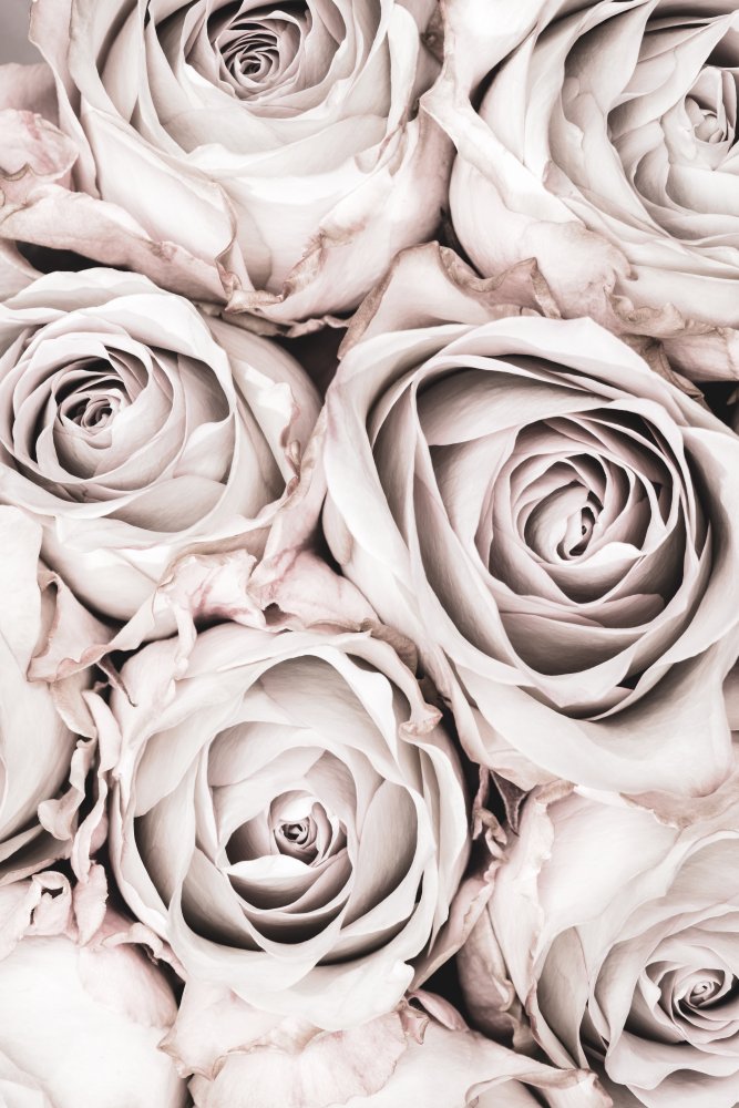 Grey Roses No 01 von Pictufy Studio III