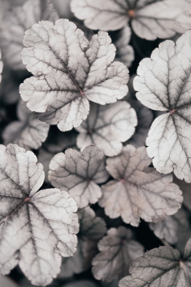 Gray-pink Leaves von Pictufy Studio III