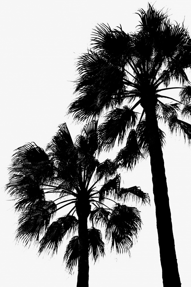 Palm Contrast von Pictufy Studio III