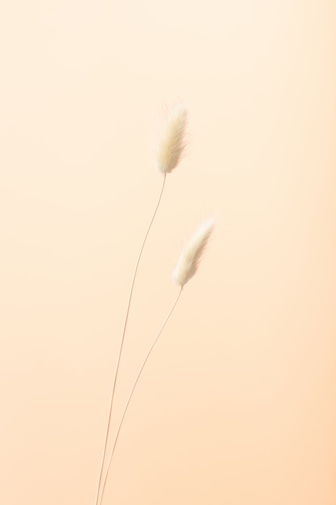 Bunny Grass Peach 08 von Pictufy Studio III