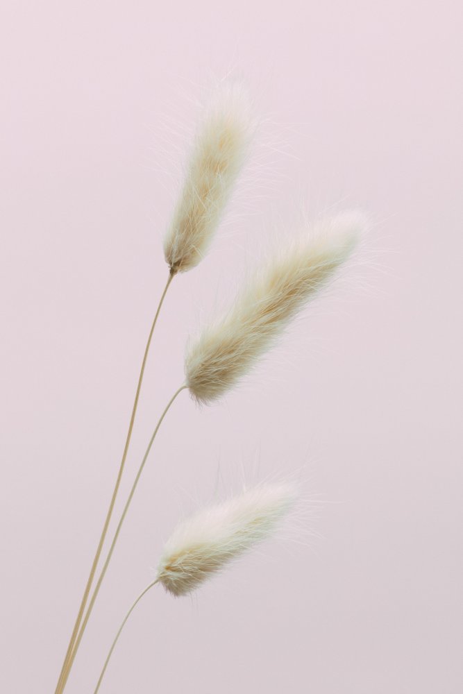 Bunny Grass Pink 03 von Pictufy Studio III