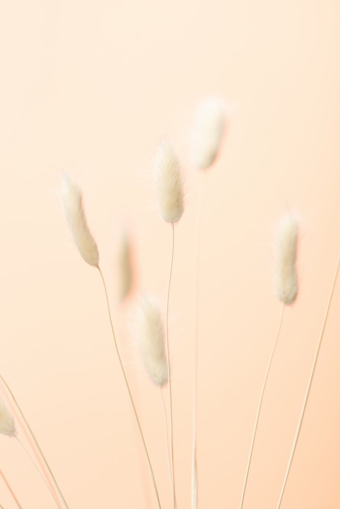 Bunny Grass Peach 06 von Pictufy Studio III