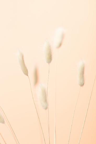 Bunny Grass Peach 06