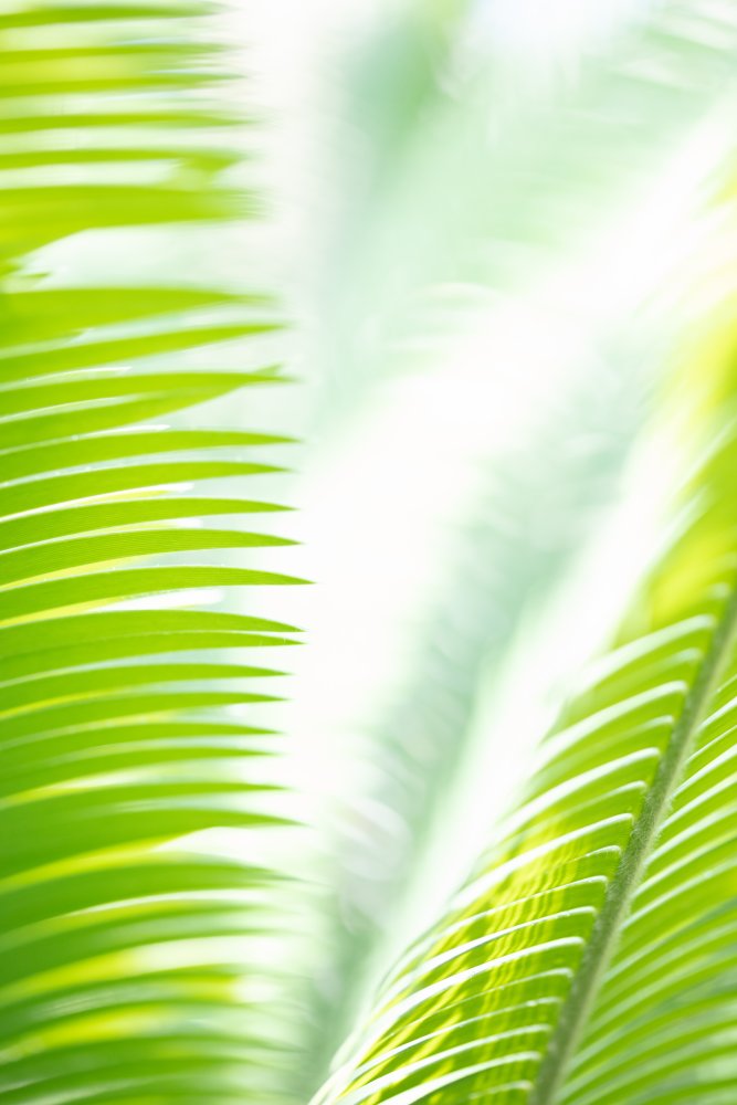 Light Palm tree leaves_1 von Pictufy Studio III