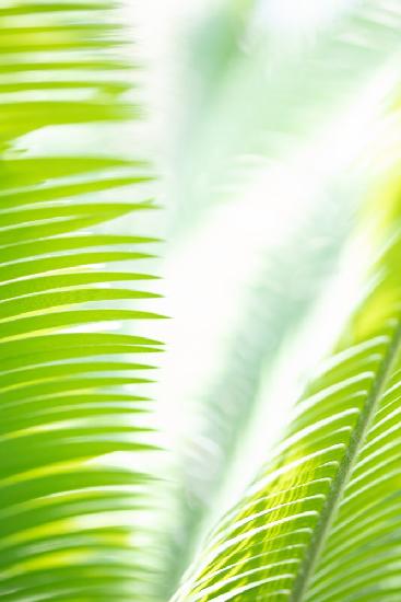 Light Palm tree leaves_1