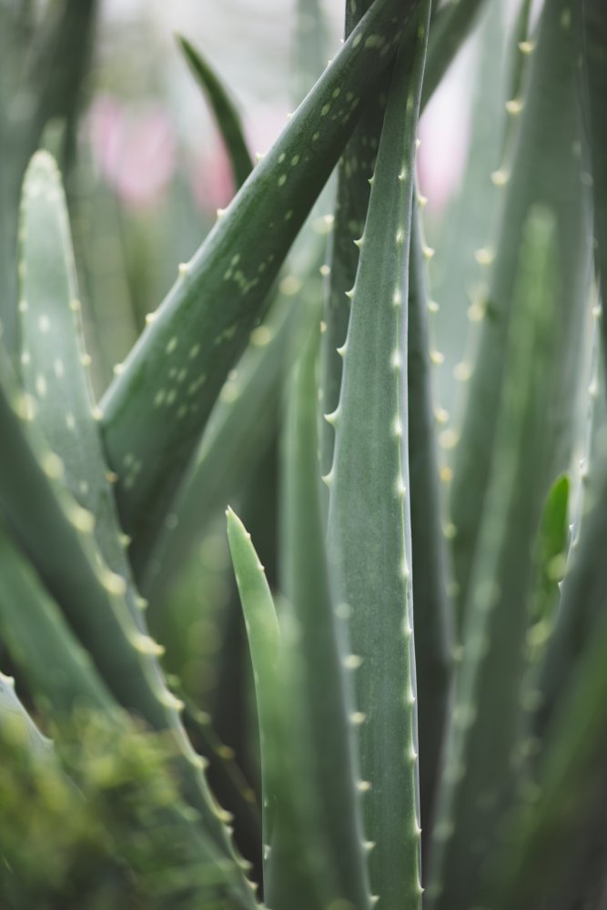 Cacti von Pictufy Studio III