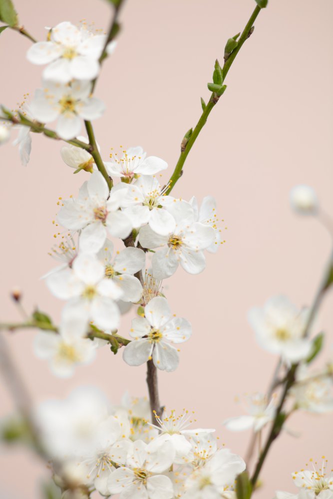 Cherry tree flowers von Pictufy Studio III