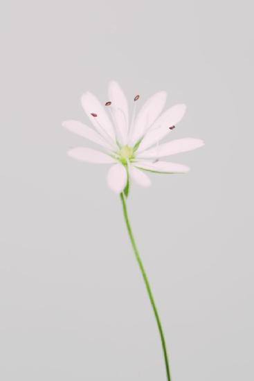 Small pink flower