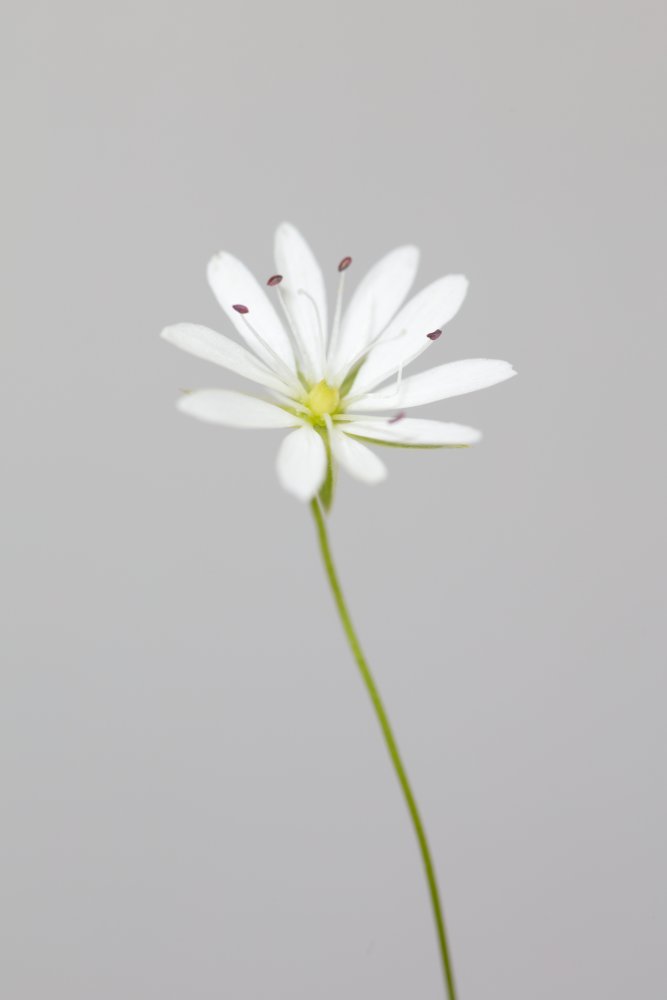 Small white flower_1 von Pictufy Studio III