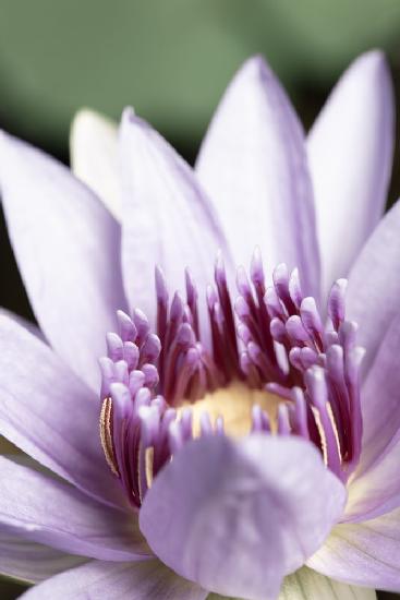 Purple flower close up