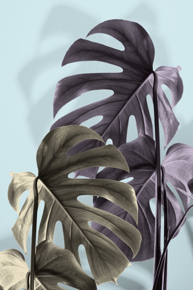 Monstera Blue 02 von Pictufy Studio III