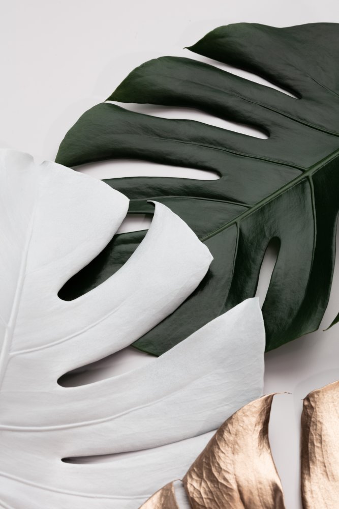 Monstera Colors 01 von Pictufy Studio III