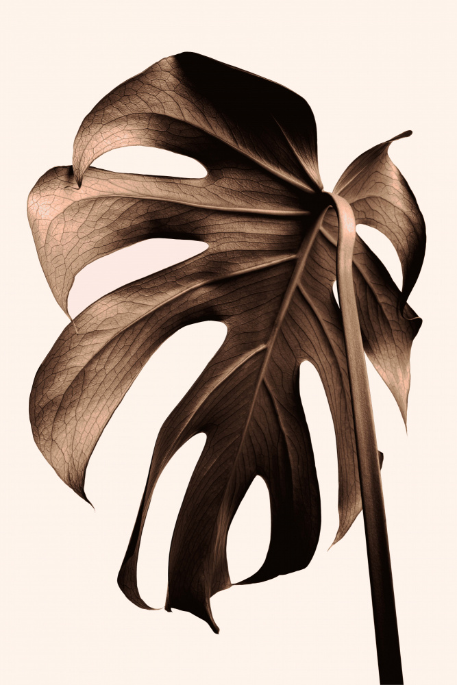 Monstera Gold von Pictufy Studio III