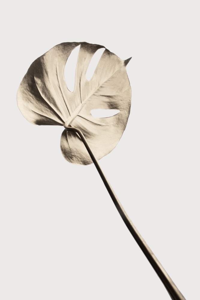 Monstera Gold 03 von Pictufy Studio III